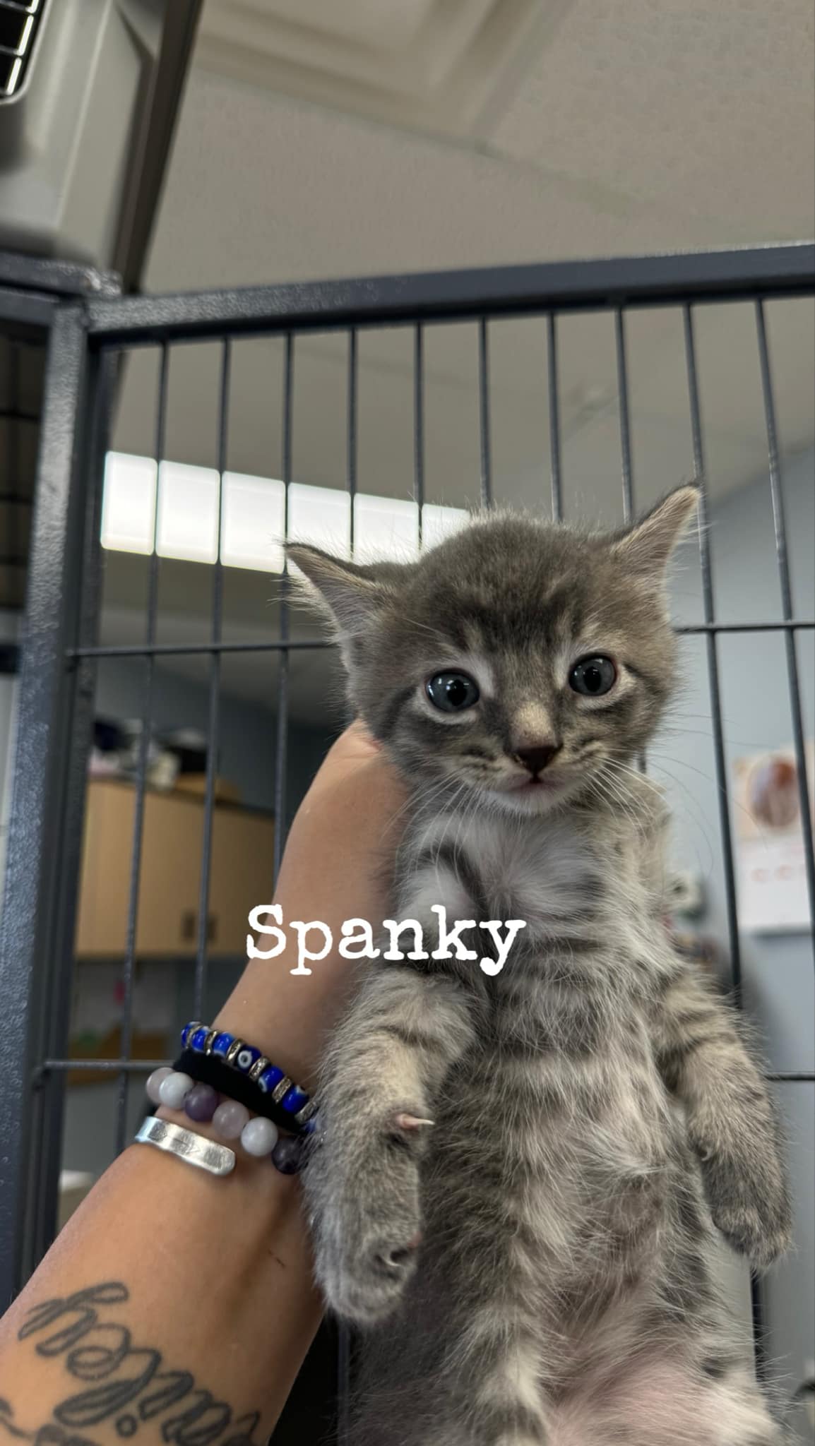 Spanky 3