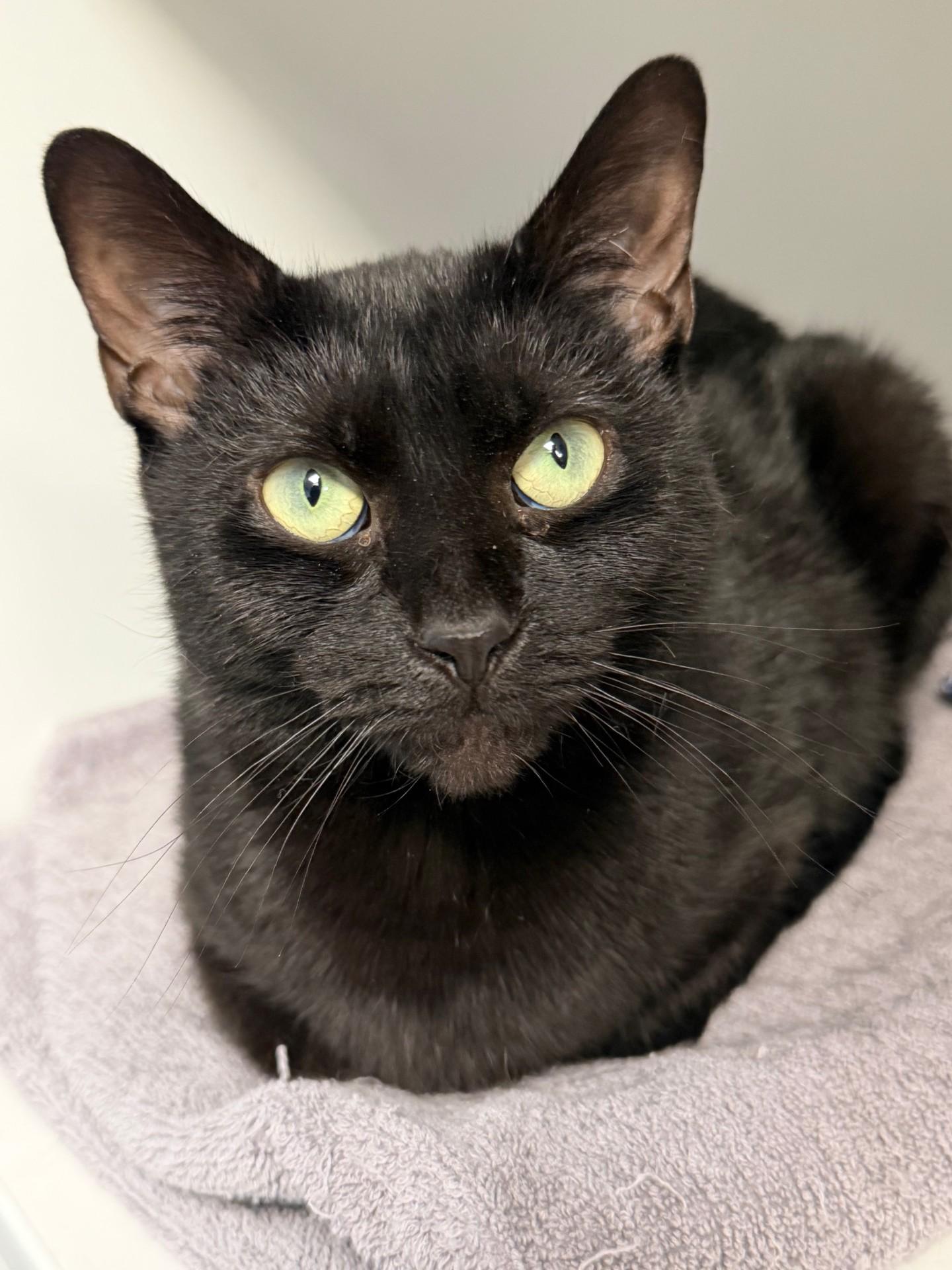 Enlarge Reese, a ADOPTABLE Domestic Short Hair in Norwalk, CT image 1/6