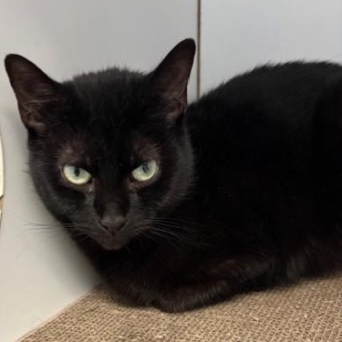 Enlarge Reese, a ADOPTABLE Domestic Short Hair in Norwalk, CT image 5/6