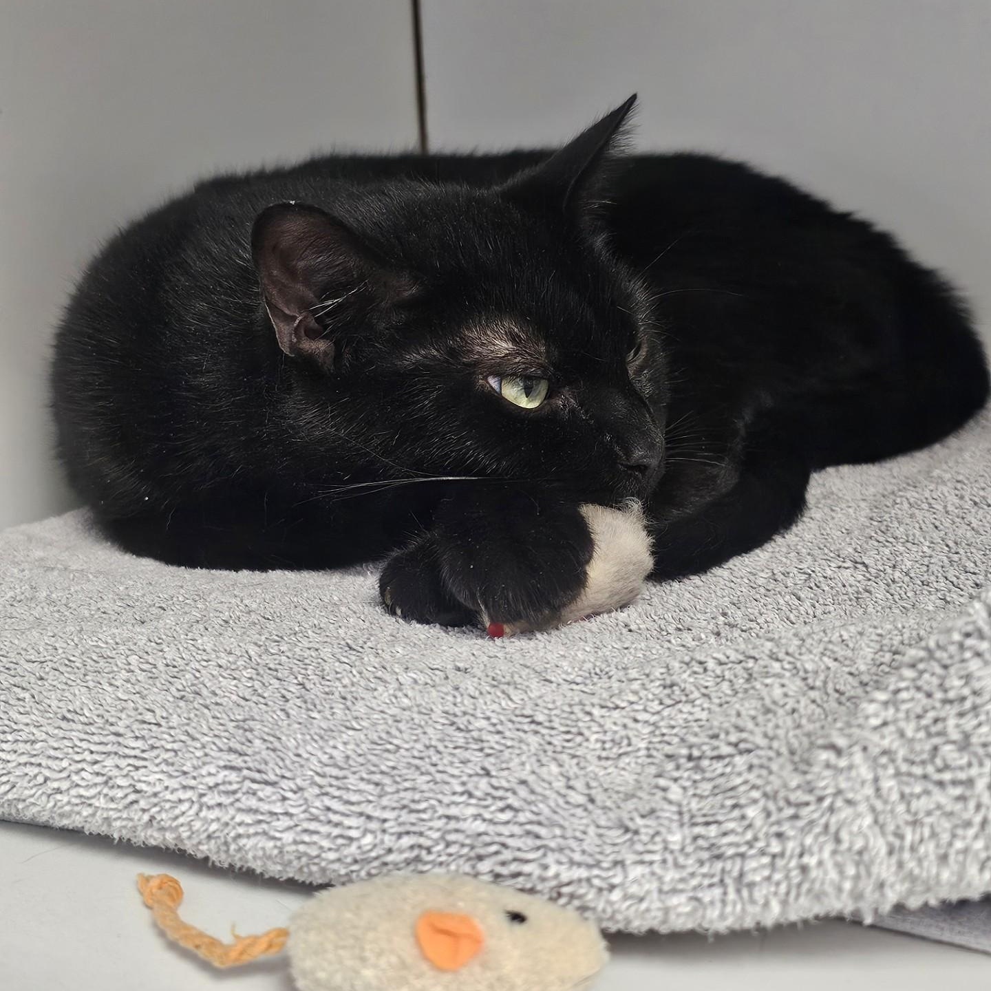 Enlarge Reese, a ADOPTABLE Domestic Short Hair in Norwalk, CT image 4/6