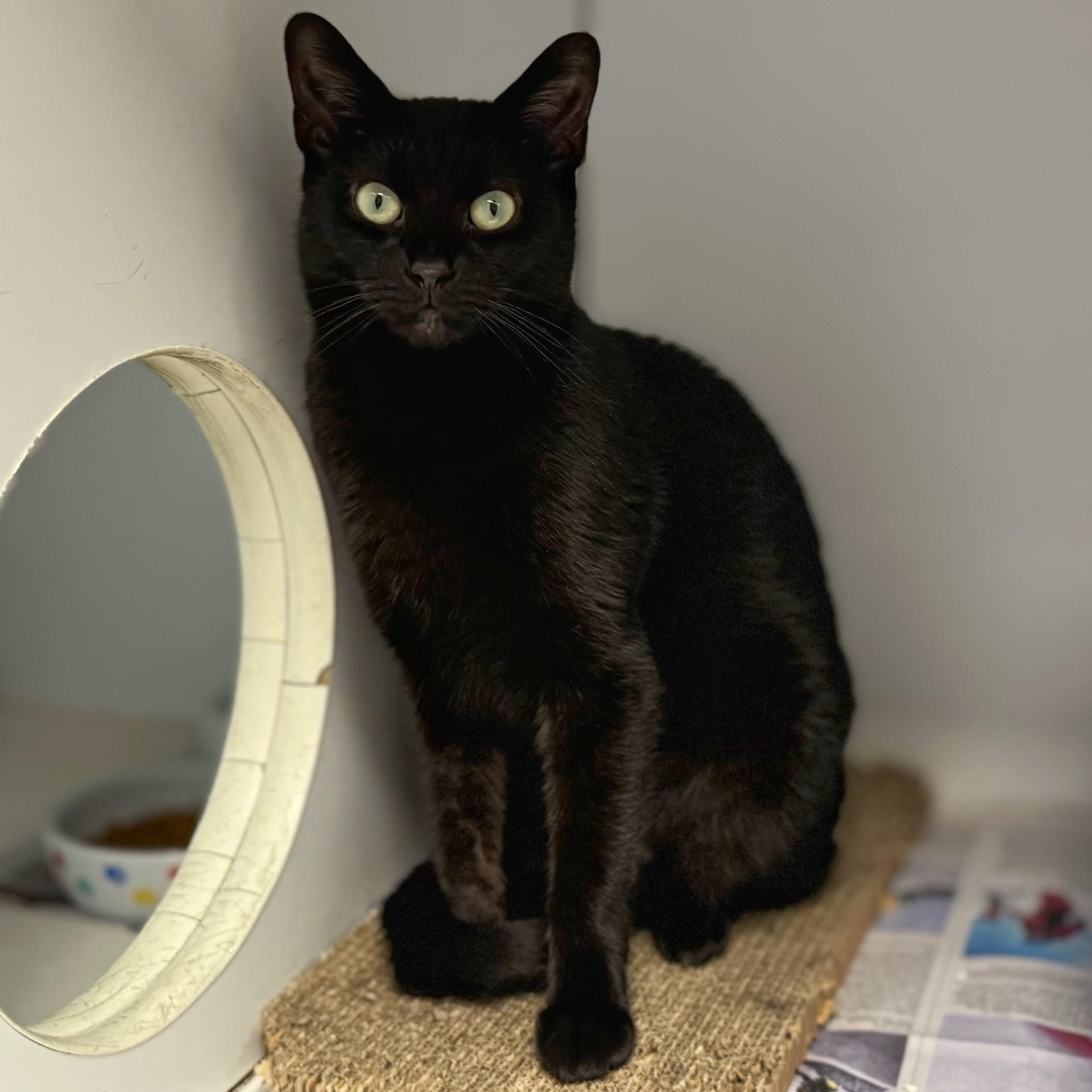 Enlarge Reese, a ADOPTABLE Domestic Short Hair in Norwalk, CT image 3/6