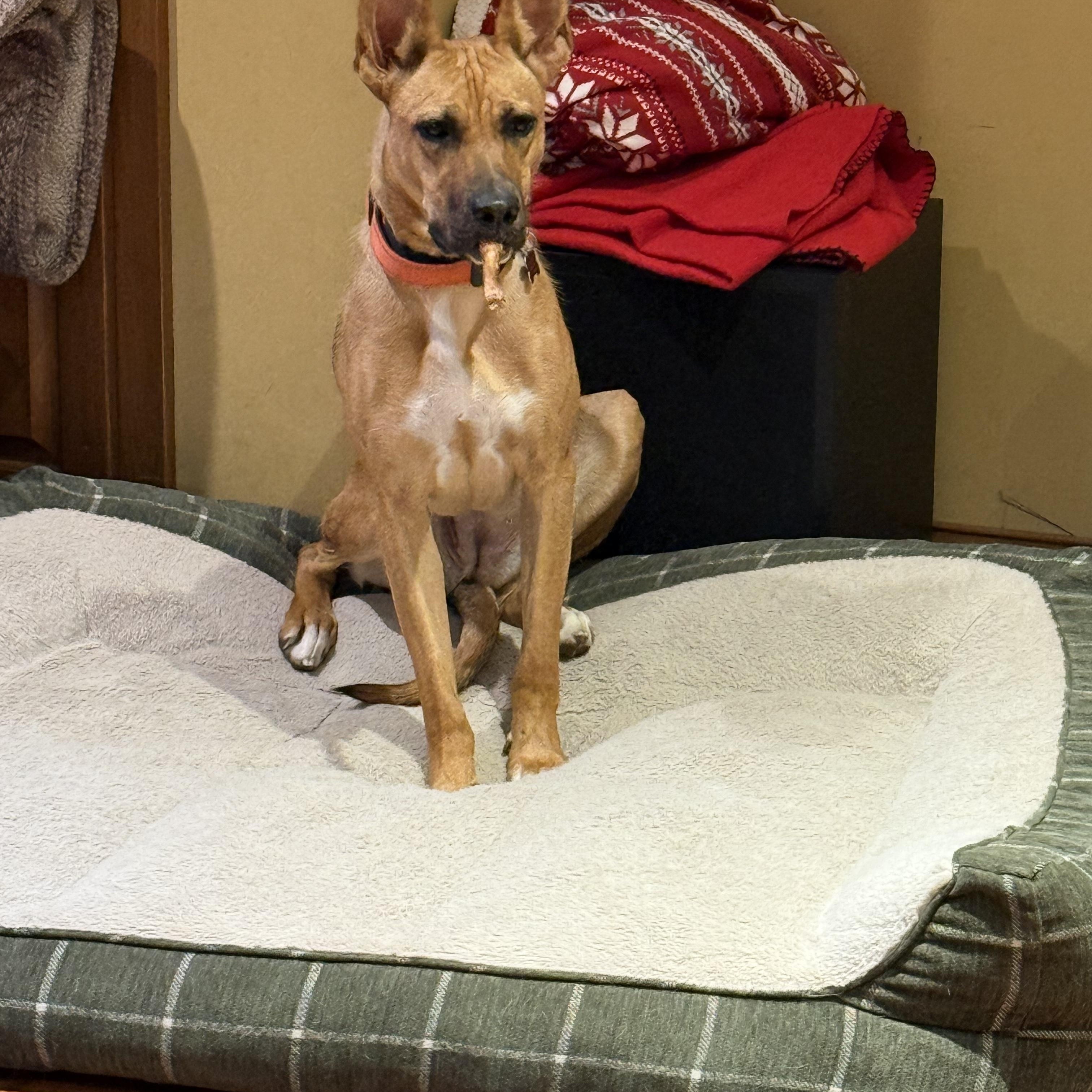 Abba, a Adoptable mixed breed in Mooresville, IN image 1/3