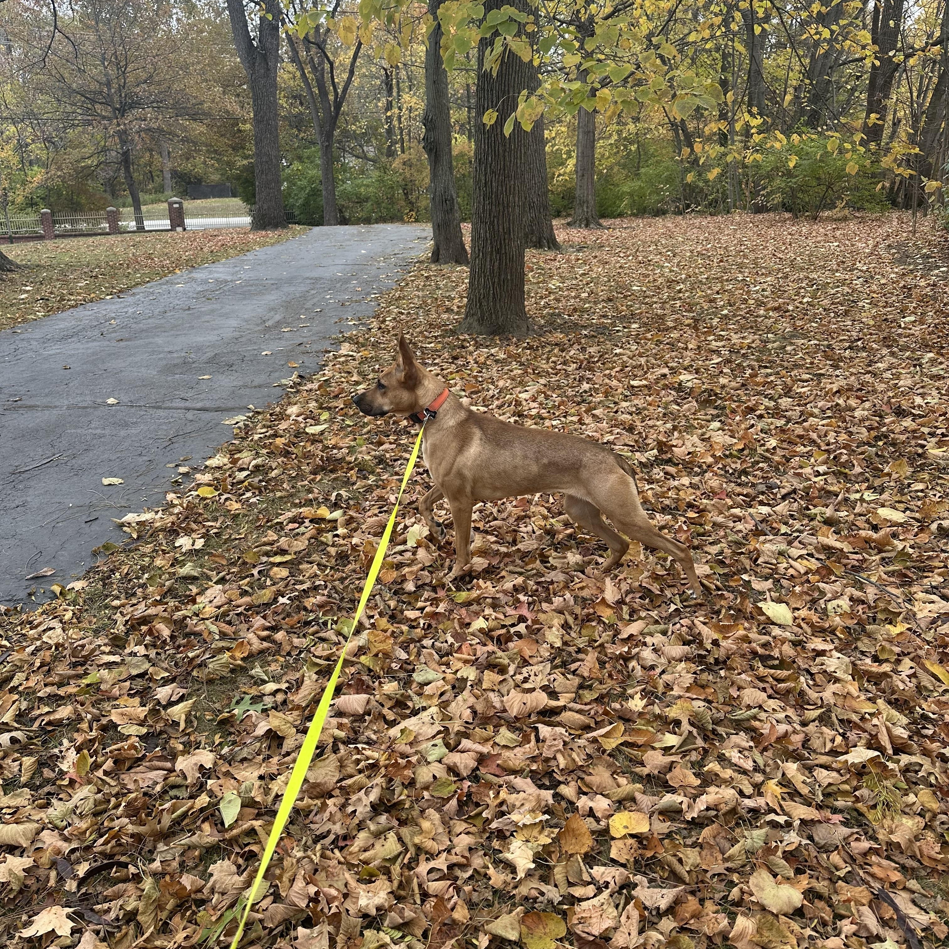 Abba, a Adoptable mixed breed in Mooresville, IN image 2/3