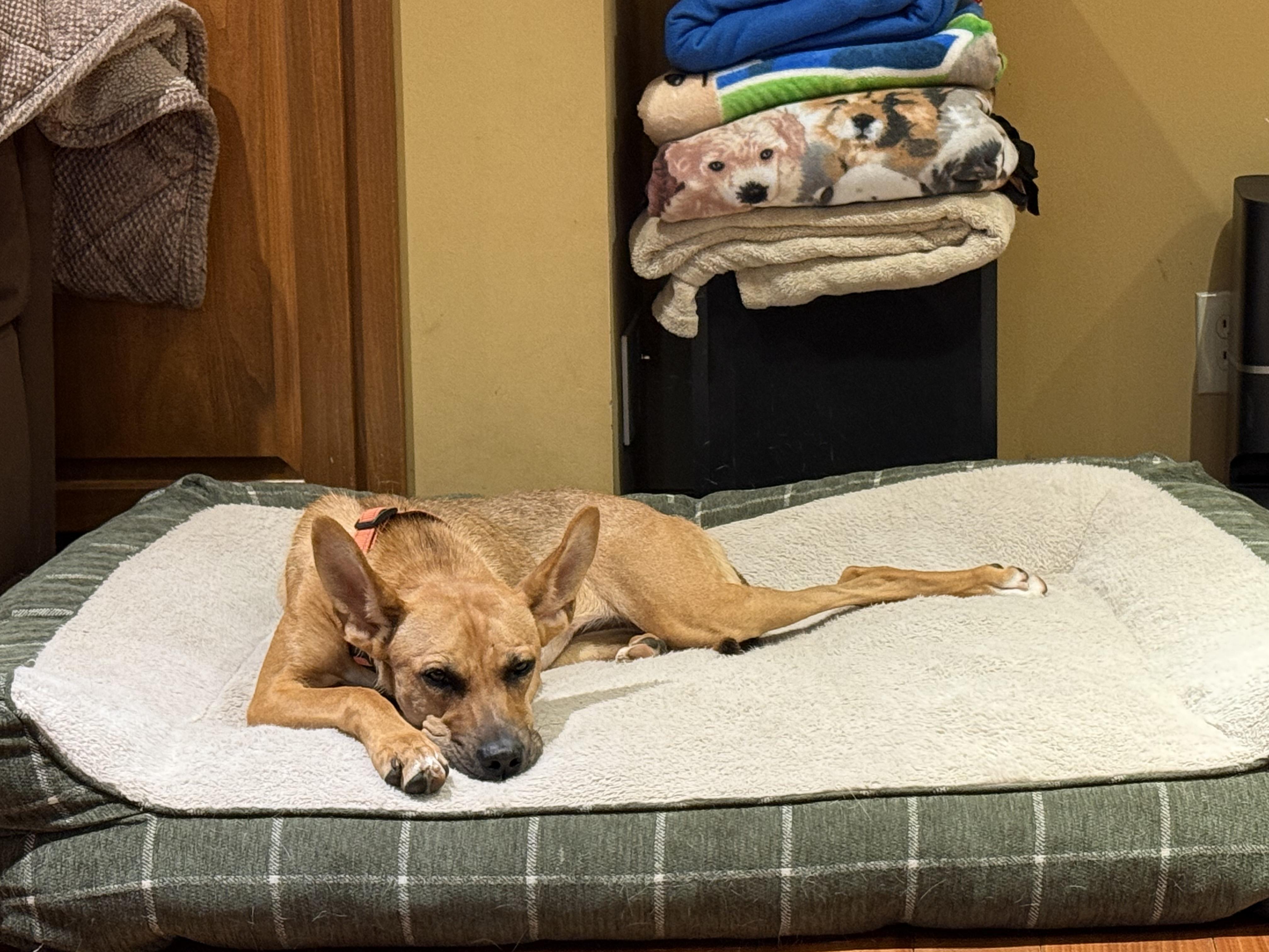 Abba, a Adoptable mixed breed in Mooresville, IN image 3/3