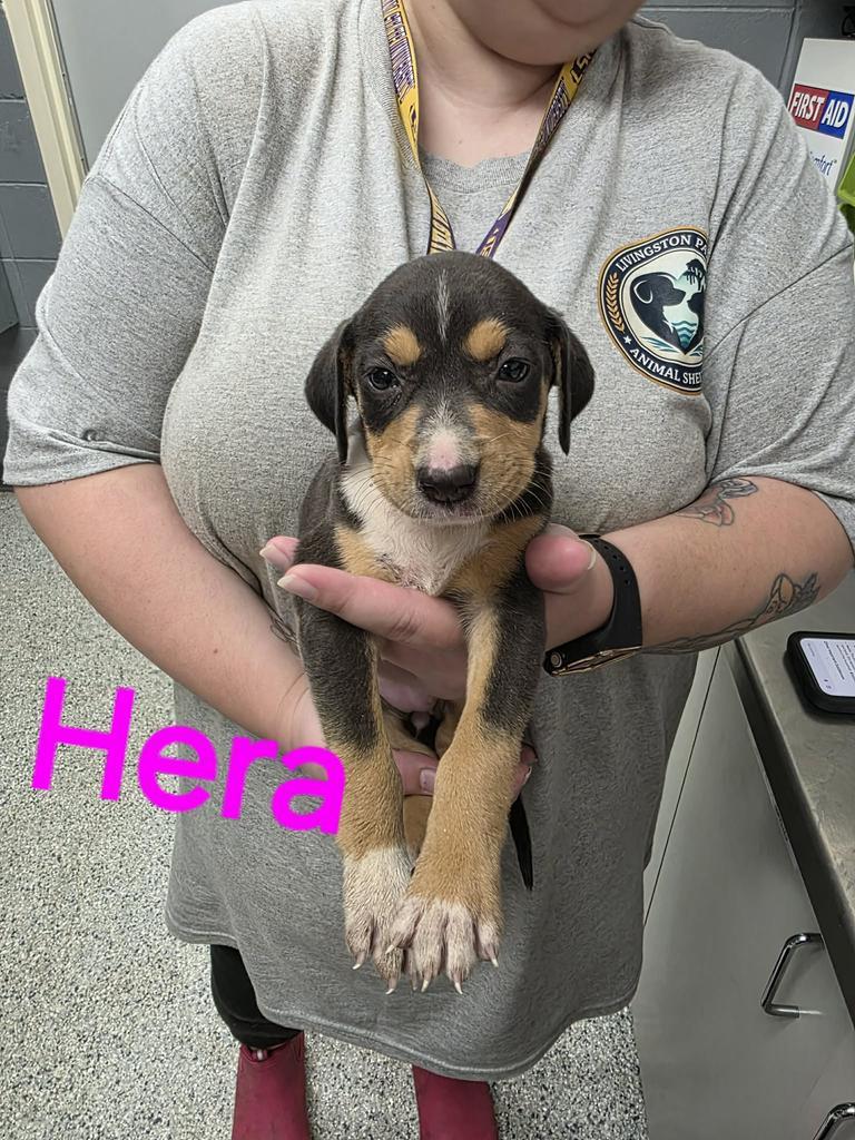 Hera, a Adoptable mixed breed in Livingston, LA image 2/2