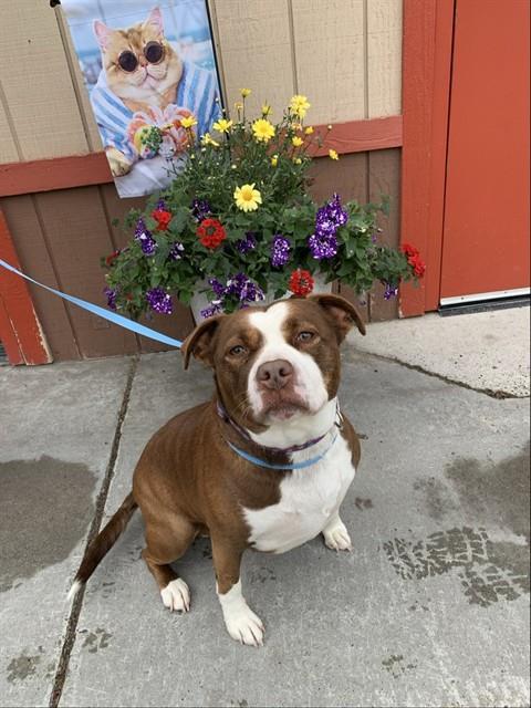 Enlarge CONNIE, a Adoptable Pit Bull Terrier in Fairbanks, AK image 1/1