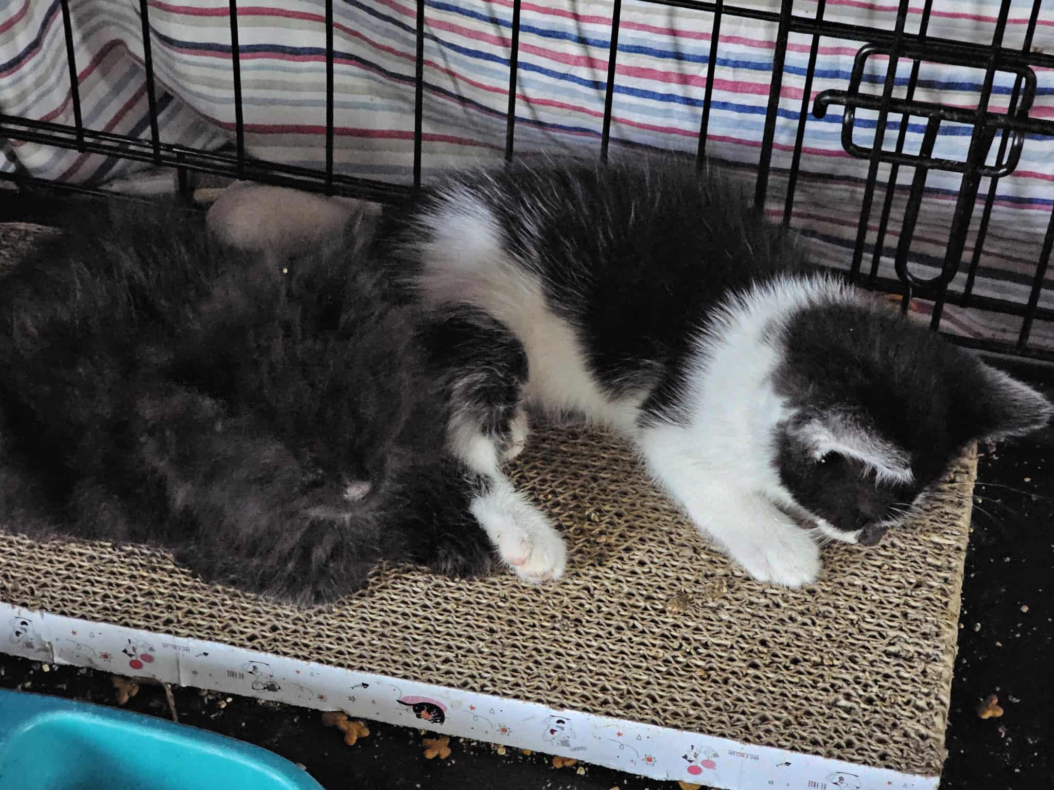 Enlarge 5 Black and White Babies, a Adoptable Domestic Short Hair in Keansburg, NJ image 1/6