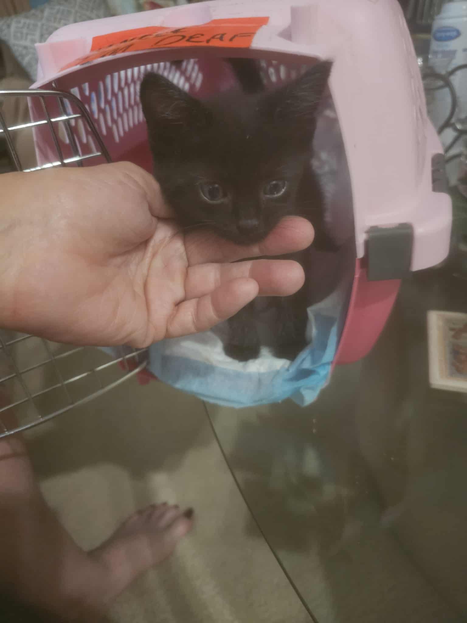 Enlarge 5 Black and White Babies, a Adoptable Domestic Short Hair in Keansburg, NJ image 2/6