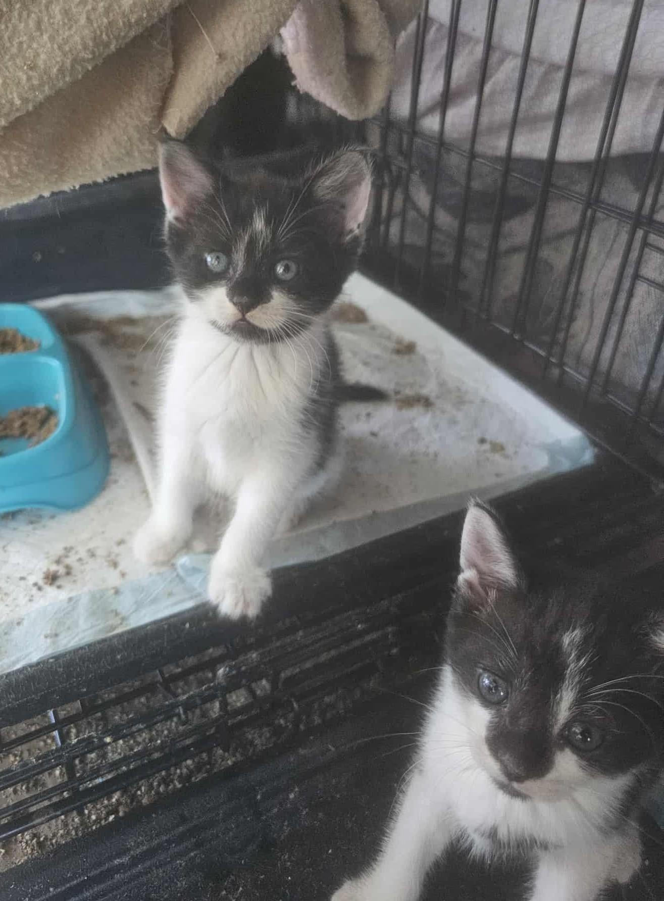 Enlarge 5 Black and White Babies, a Adoptable Domestic Short Hair in Keansburg, NJ image 3/6