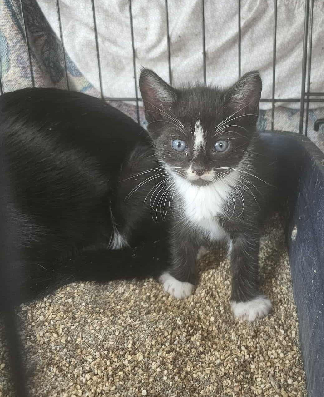 Enlarge 5 Black and White Babies, a Adoptable Domestic Short Hair in Keansburg, NJ image 4/6
