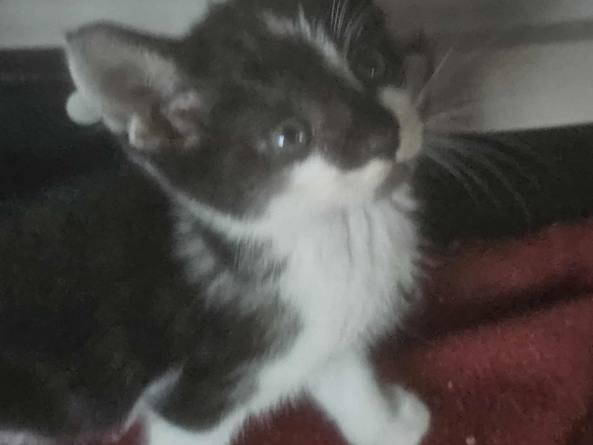 Enlarge 5 Black and White Babies, a Adoptable Domestic Short Hair in Keansburg, NJ image 5/6