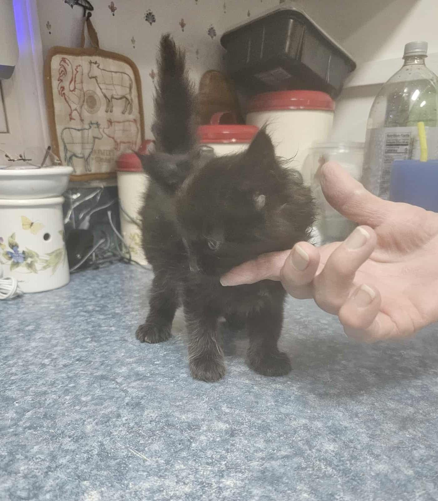 Enlarge 5 Black and White Babies, a Adoptable Domestic Short Hair in Keansburg, NJ image 6/6