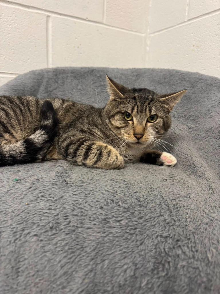 Simba, Adoptable, Young Male Domestic Short Hair.