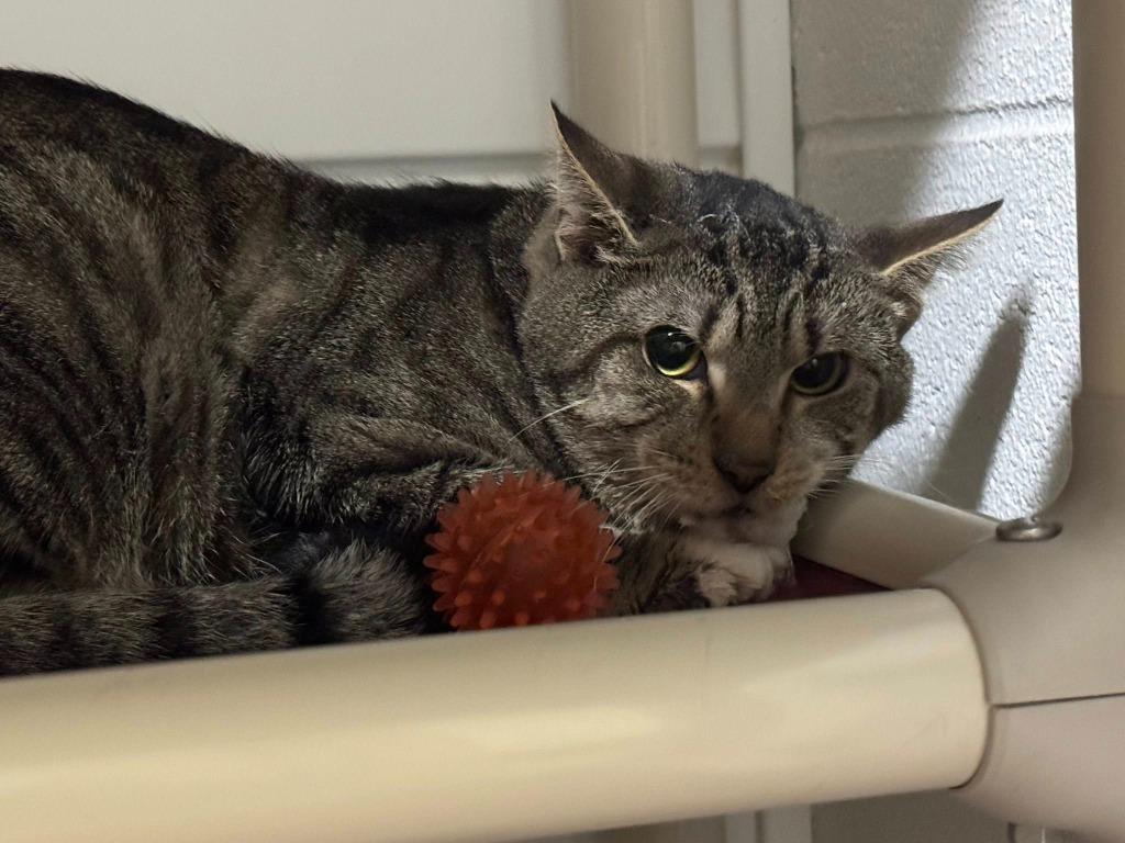 Enlarge Simba, a Adoptable mixed breed in Marion, OH image 2/3