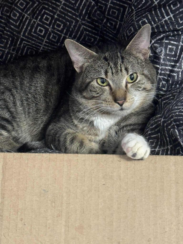 Enlarge Simba, a Adoptable mixed breed in Marion, OH image 3/3