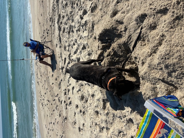 Petunia CT, a Adoptable Bullmastiff in Clinton, CT image 4/6