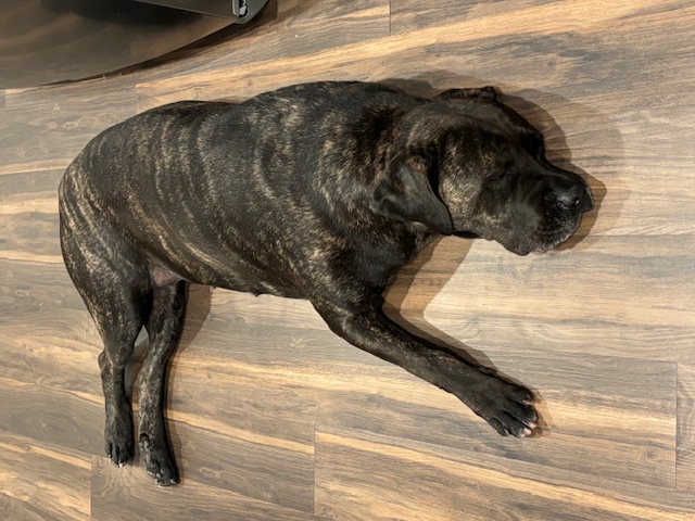 Petunia CT, a Adoptable Bullmastiff in Clinton, CT image 5/6