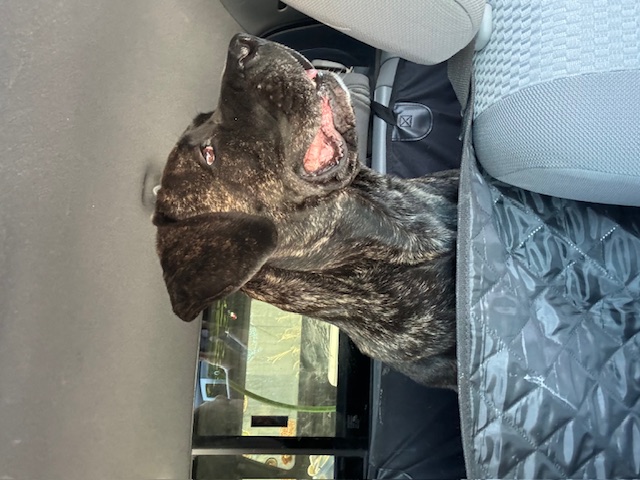 Petunia CT, a Adoptable Bullmastiff in Clinton, CT image 1/6