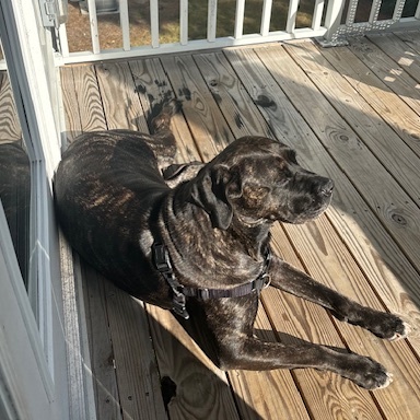 Petunia CT, a Adoptable Bullmastiff in Clinton, CT image 2/6