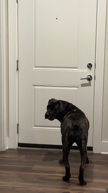 Petunia CT, a Adoptable Bullmastiff in Clinton, CT image 6/6