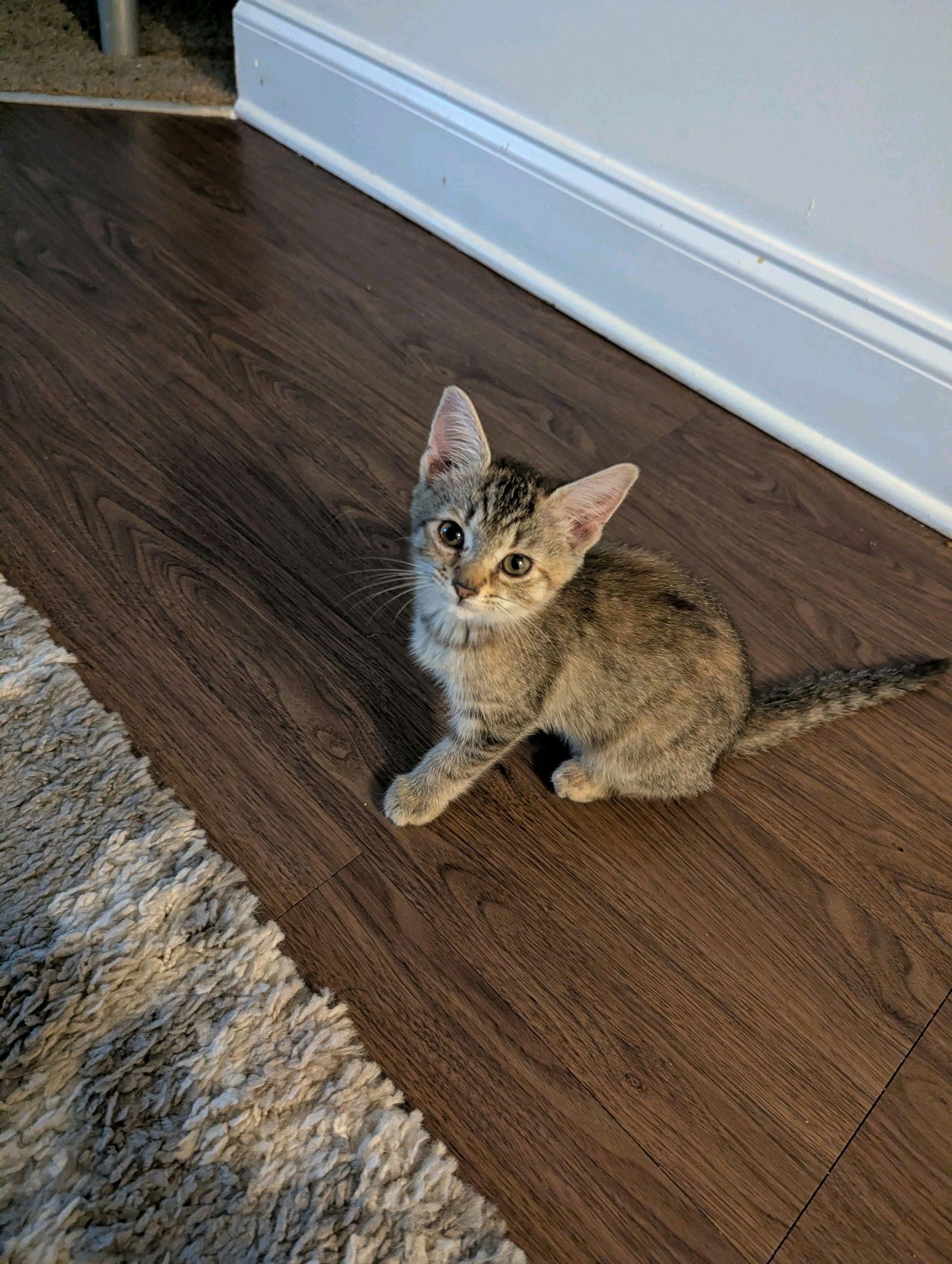 Erika, Adoptable, Kitten Female Tabby.