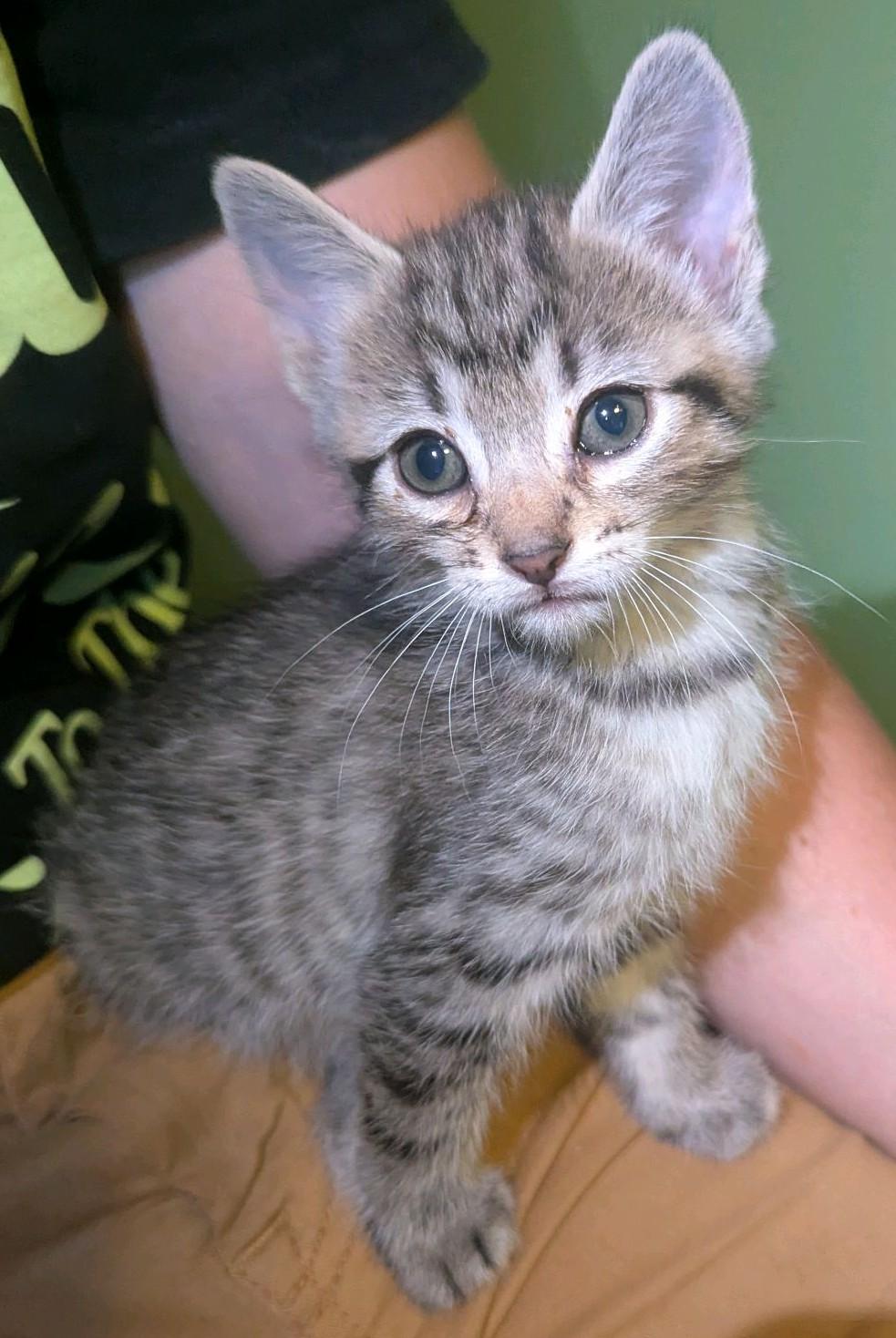 Enlarge Erika, a Adoptable Tabby in Stanley, NC image 3/3