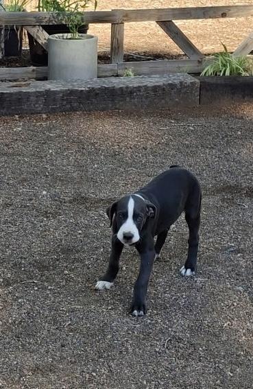 Enlarge Jelly Roll, a Adoptable mixed breed in Albuquerque, NM image 2/2