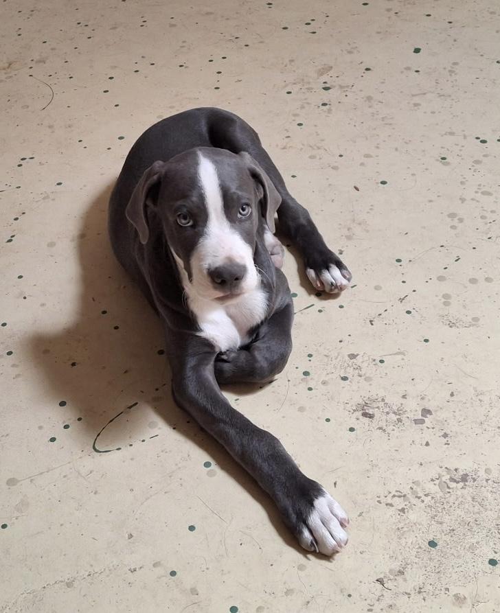 Jelly Roll, Adoptable, Puppy Male Australian Shepherd.