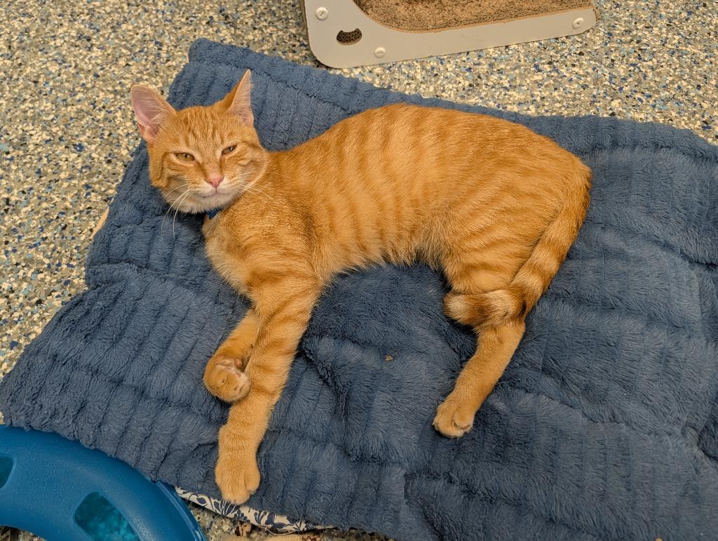 Enlarge Roger, a Adoptable mixed breed in Angola, IN image 3/4