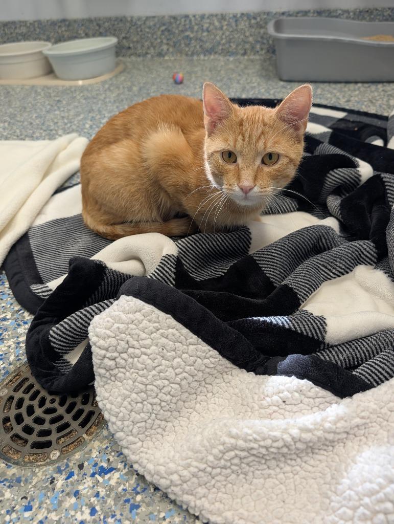 Enlarge Roger, a Adoptable mixed breed in Angola, IN image 4/4