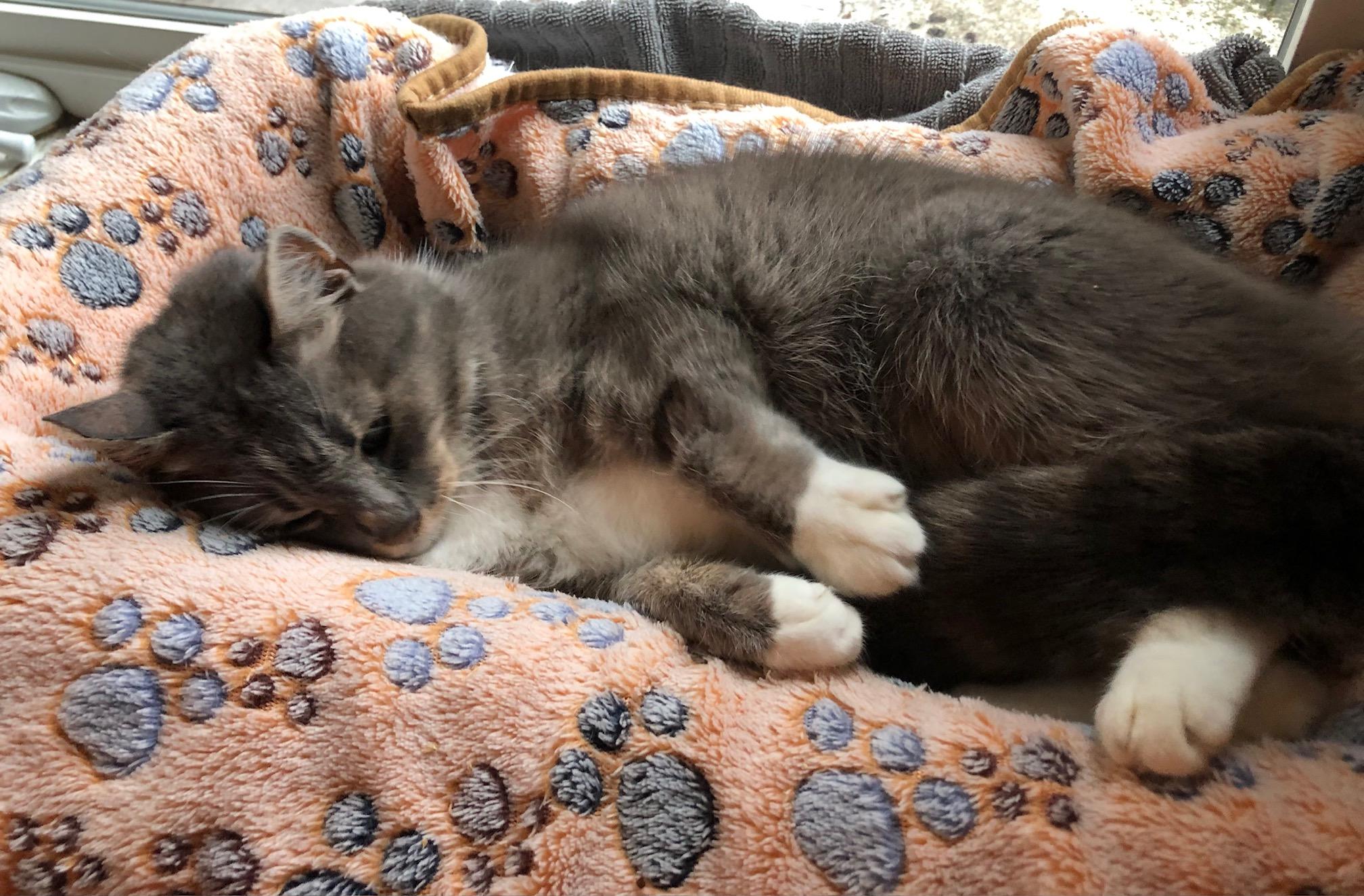 Grandma, Adopted, Senior Female Tabby.