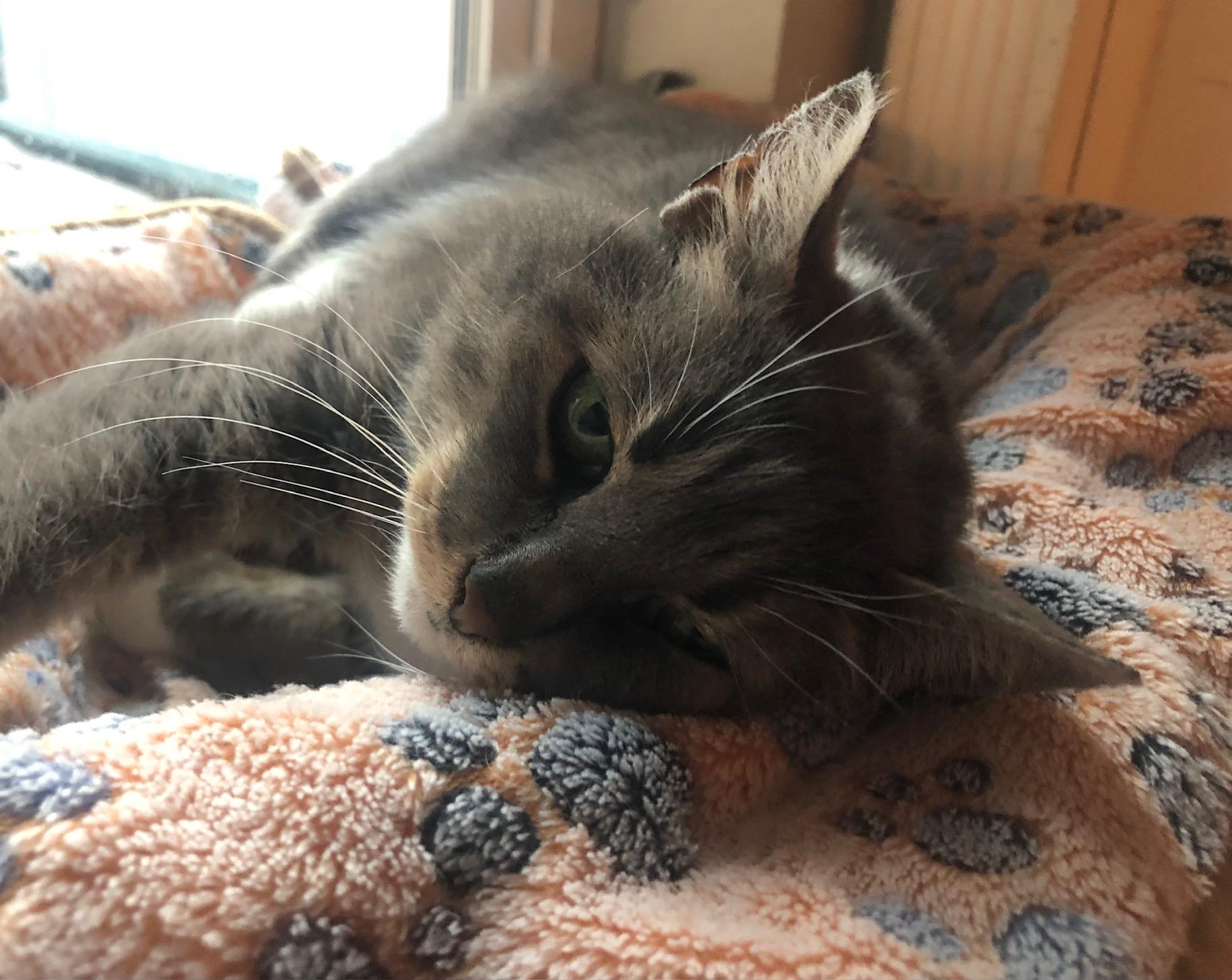 Enlarge Grandma, a Adopted Tabby in Seattle, WA image 2/3