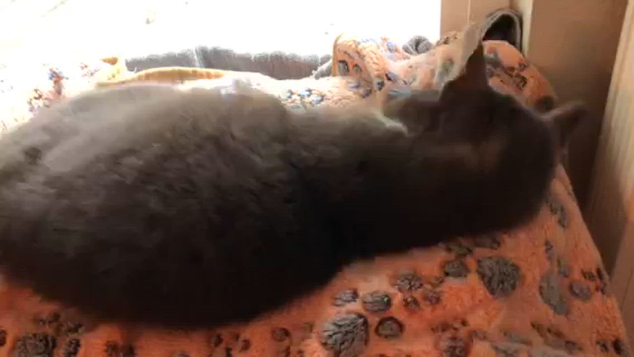 Enlarge Grandma, a Adopted Tabby in Seattle, WA video 3/3