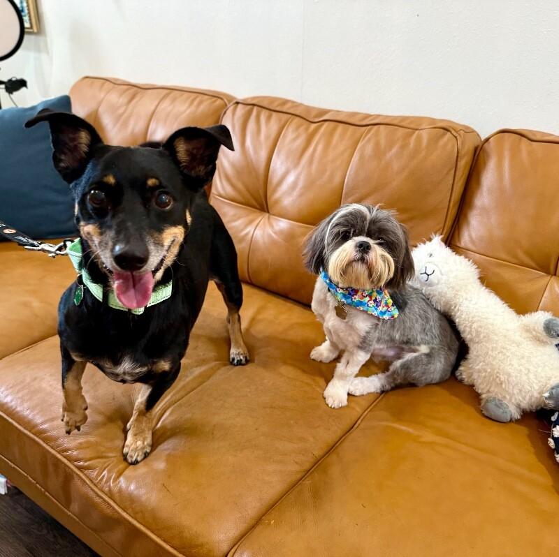 Max Hoverfluff the Fluffiest Little Gentleman — thumbnail 3