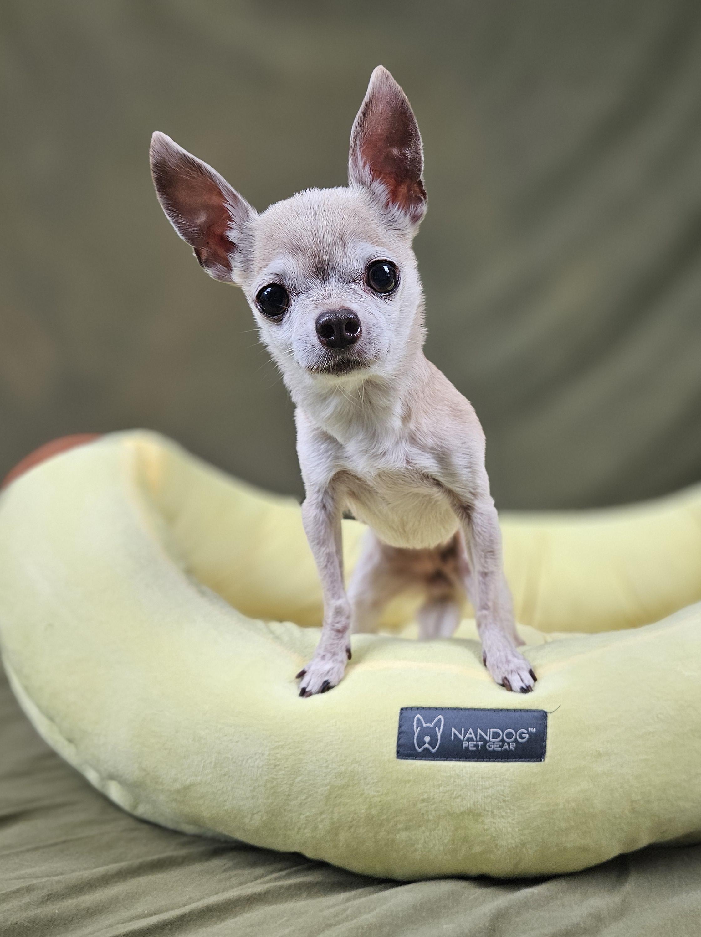 Cookie, ADOPTABLE, Senior Female Chihuahua.