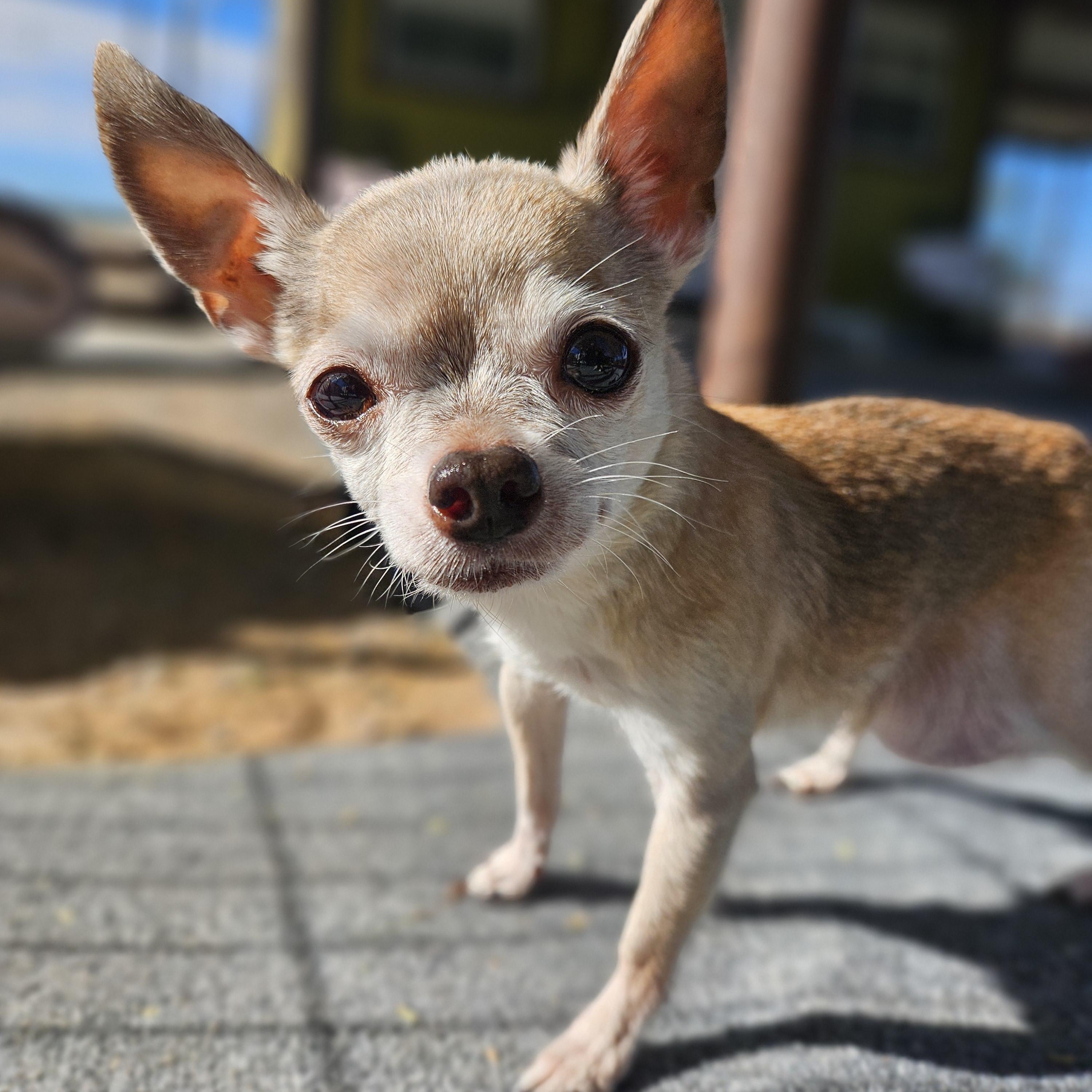 Cookie, a ADOPTABLE Chihuahua in New River, AZ image 5/6
