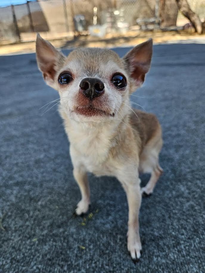 Cookie, a ADOPTABLE Chihuahua in New River, AZ image 2/6