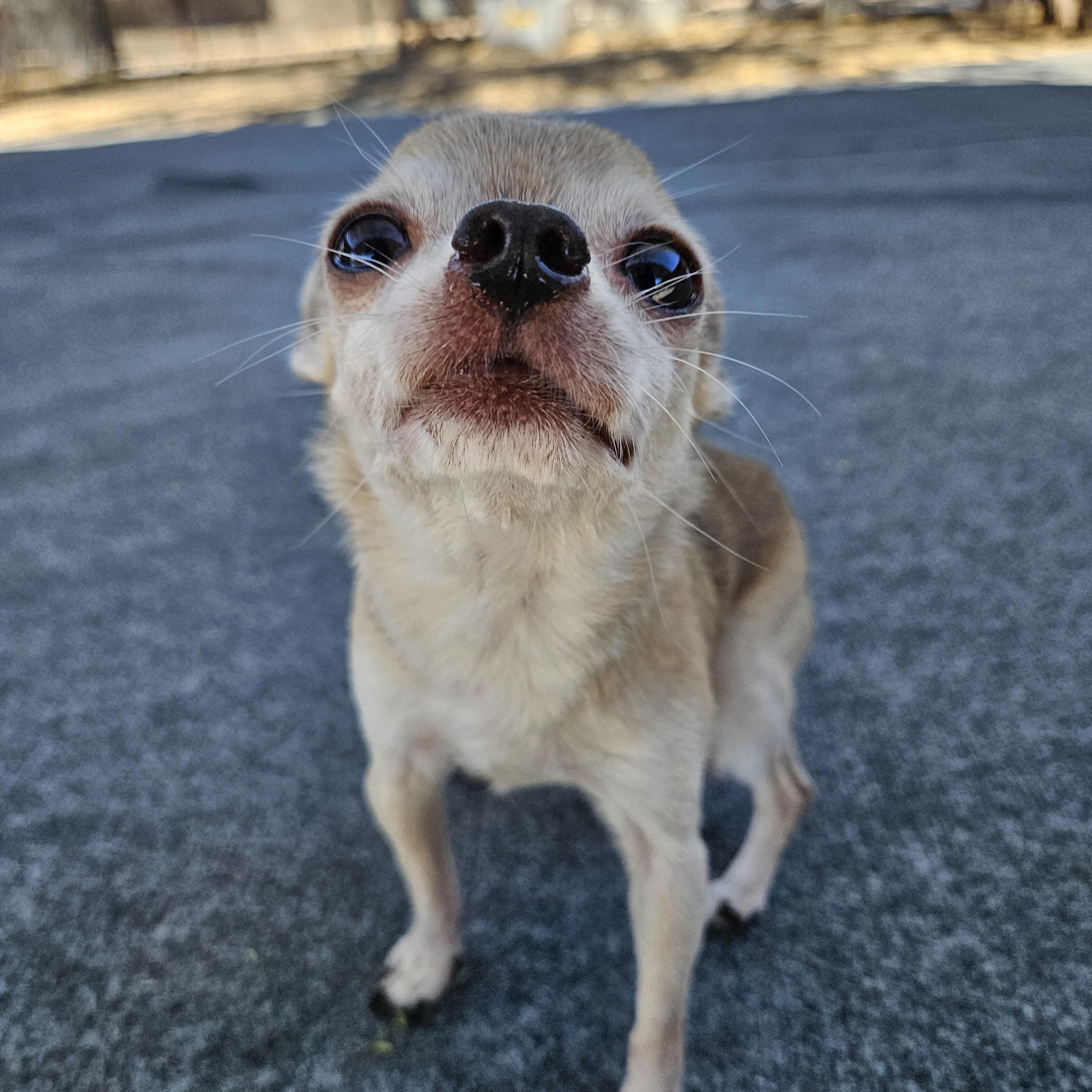 Cookie, a ADOPTABLE Chihuahua in New River, AZ image 3/6