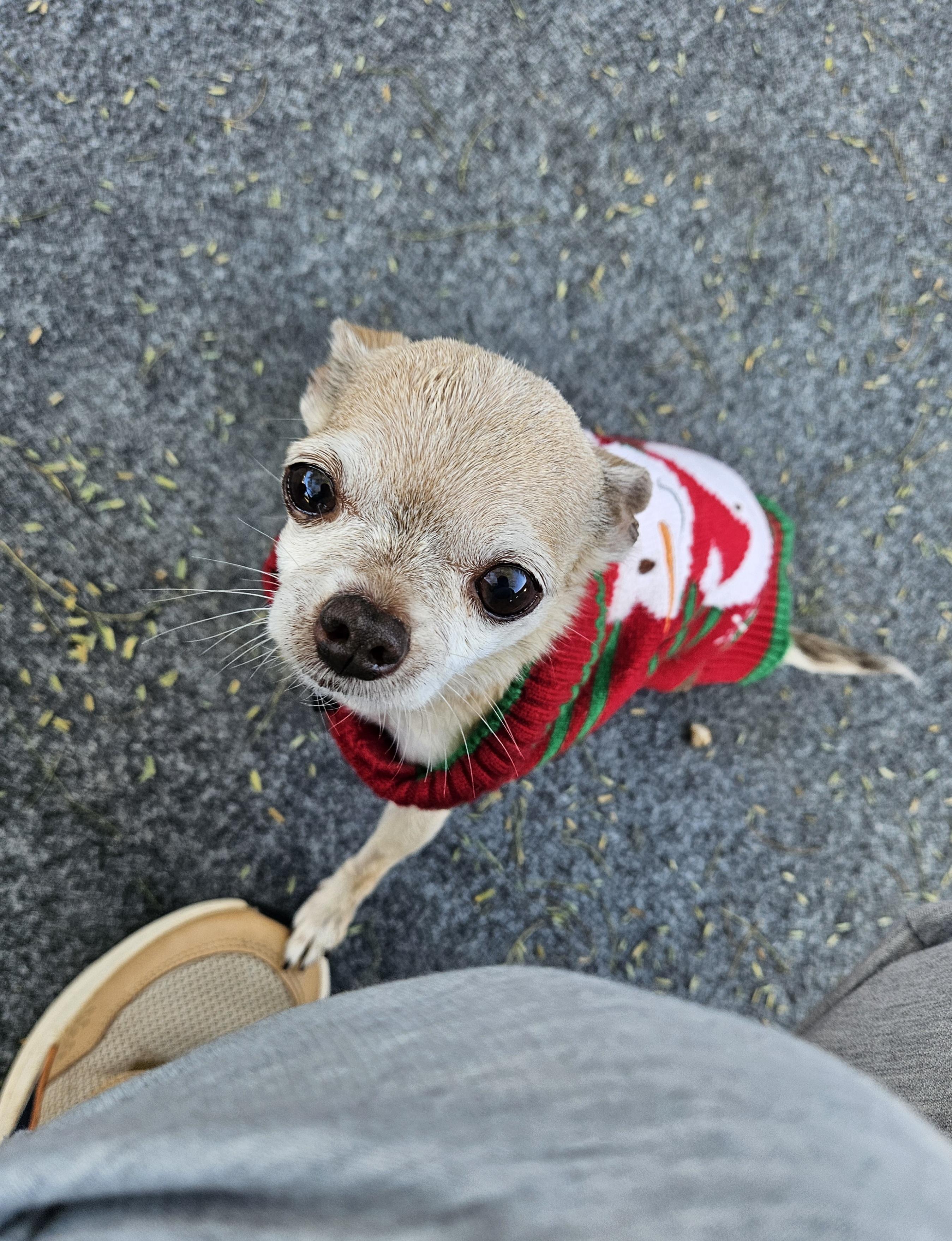 Cookie, a ADOPTABLE Chihuahua in New River, AZ image 4/6