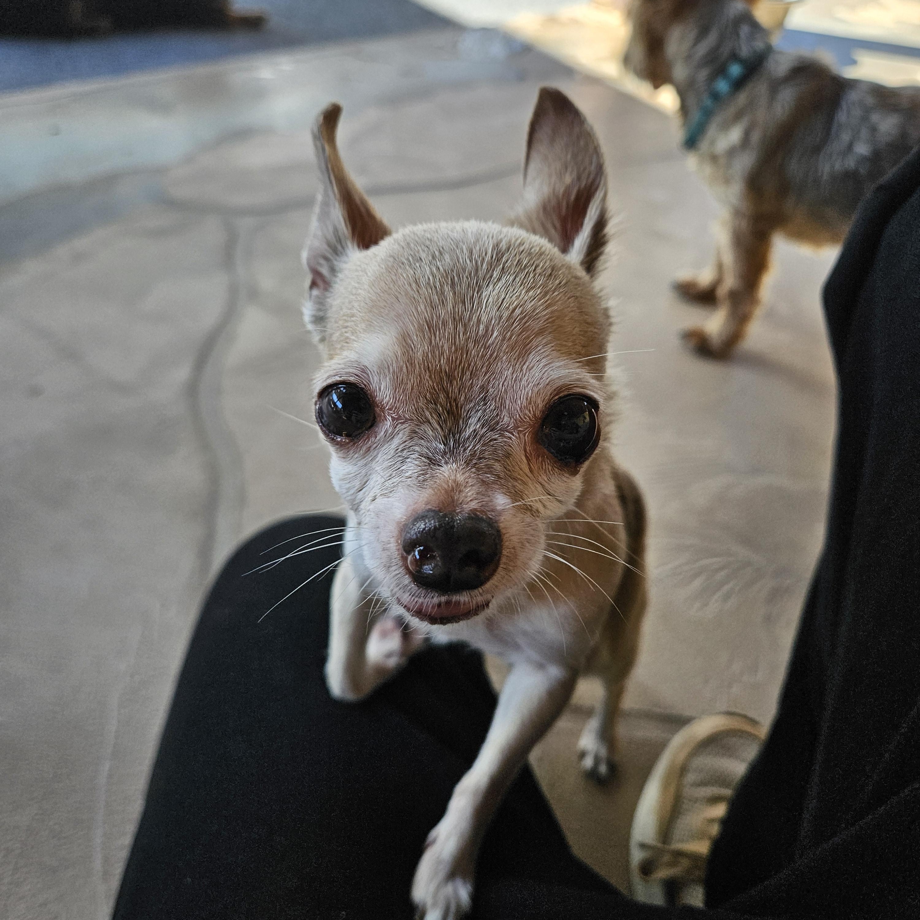 Cookie, a ADOPTABLE Chihuahua in New River, AZ image 6/6