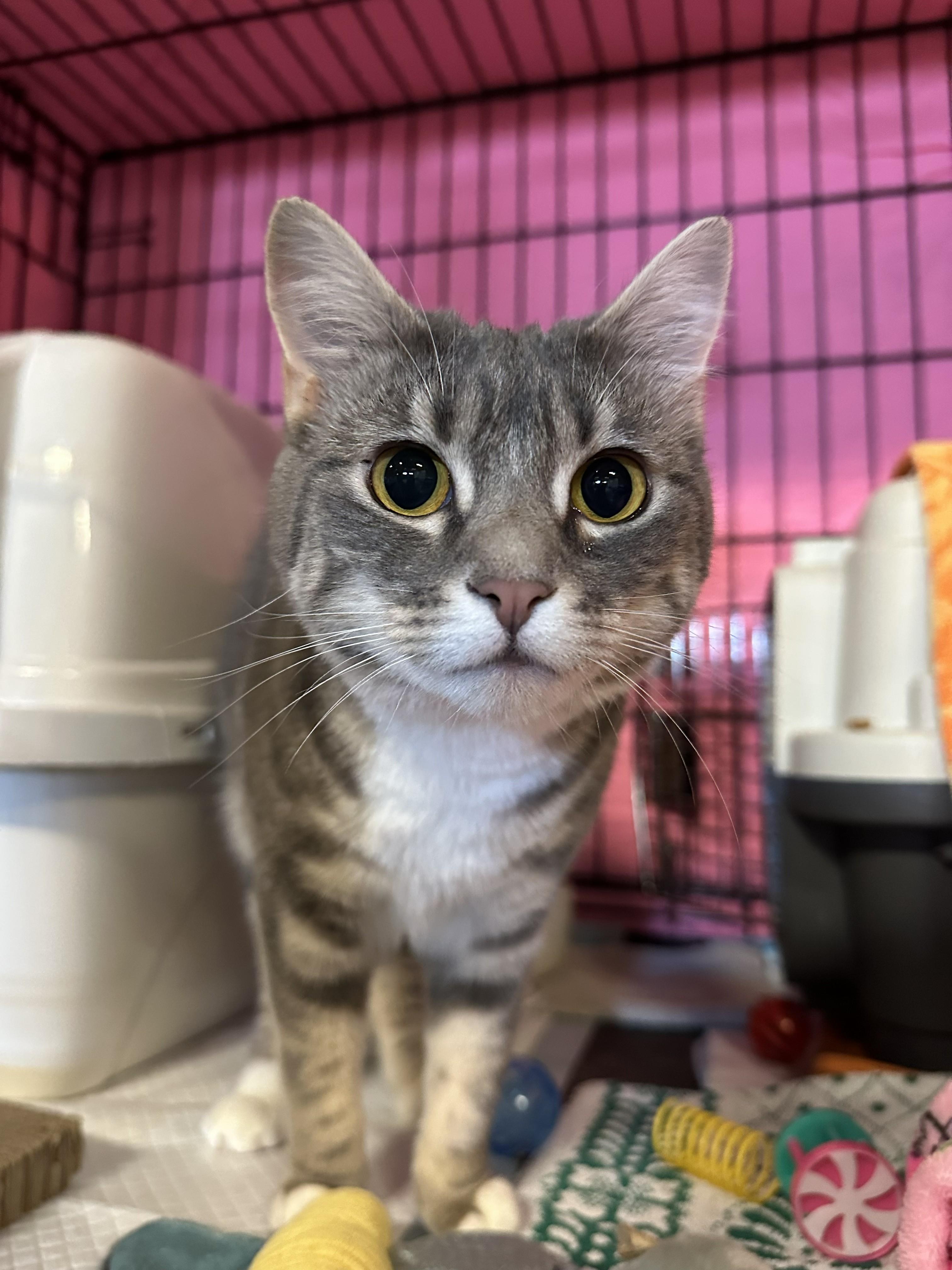 Enlarge Zelda, a ADOPTABLE Domestic Short Hair in Delta, BC image 1/1