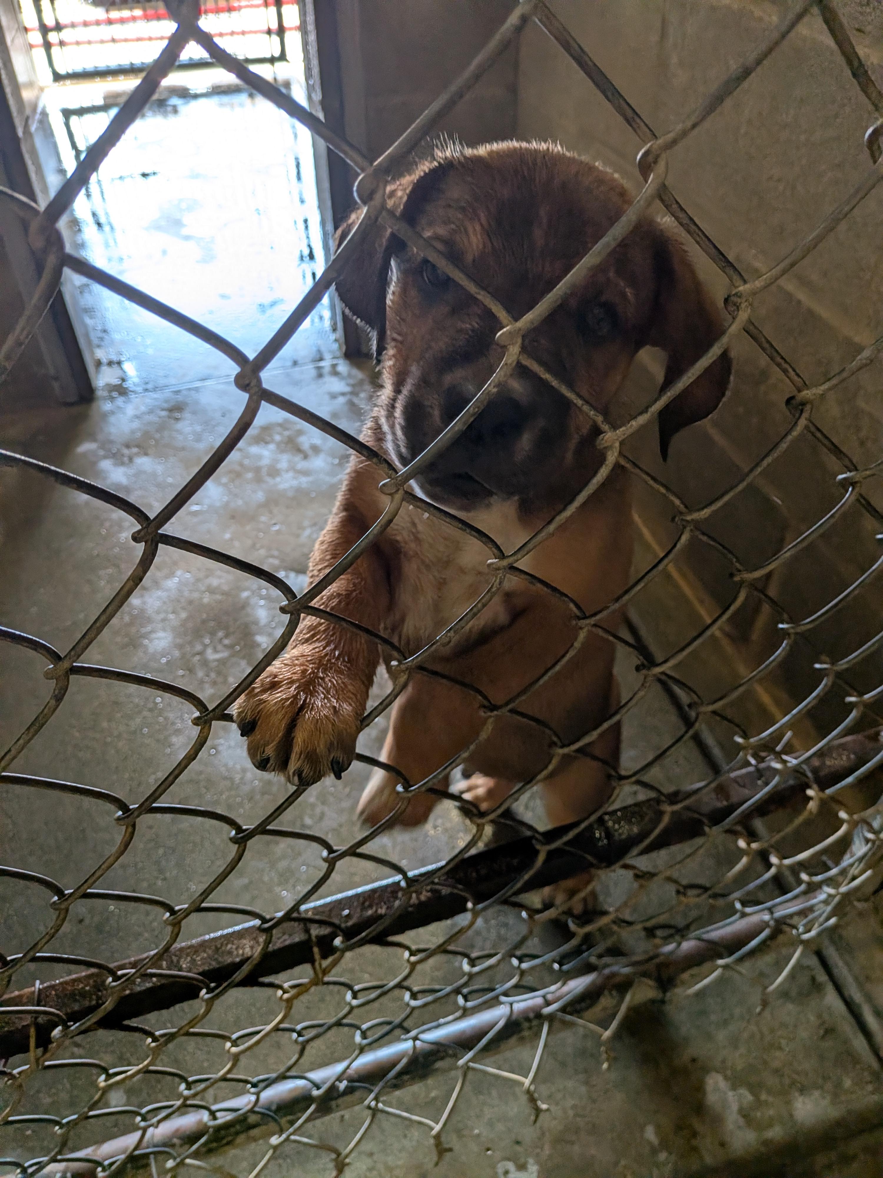 Dan, Adopted, Puppy Male Pit Bull Terrier.