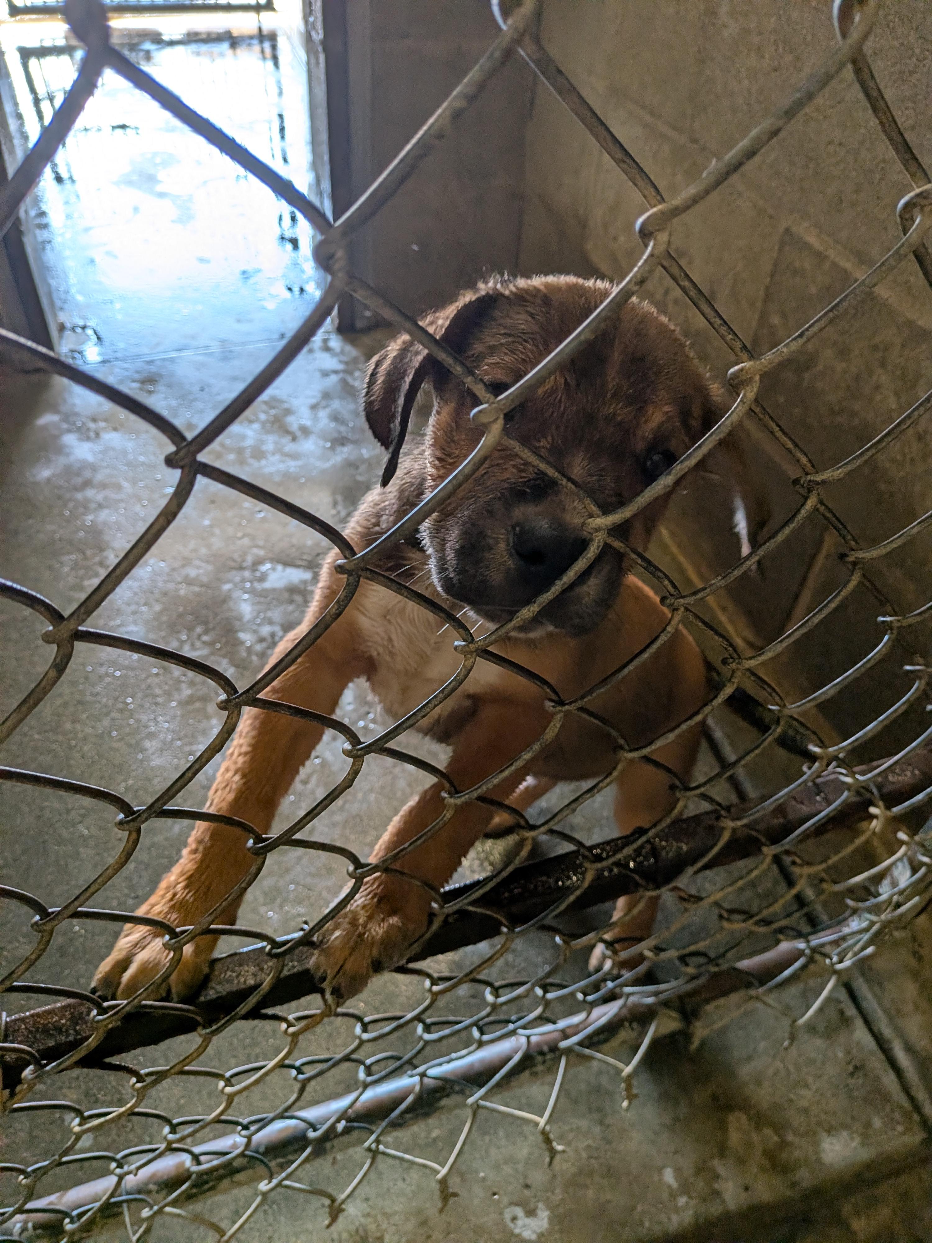 Enlarge Dan, a Adopted mixed breed in Hermiston, OR image 2/3