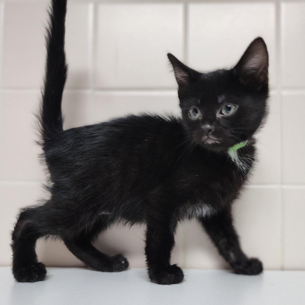 Enlarge Malomar, a Adoptable Domestic Short Hair in Dixon, IL image 1/2