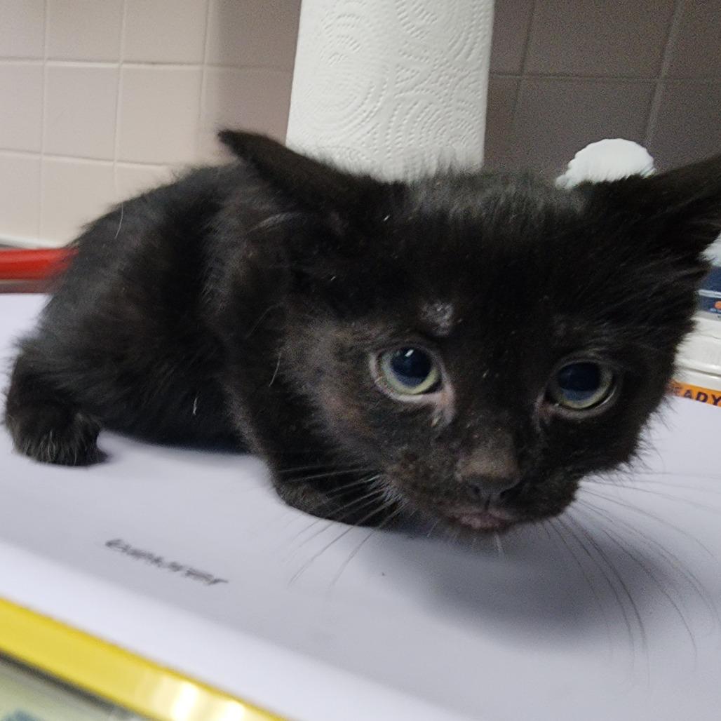 Enlarge Malomar, a Adoptable Domestic Short Hair in Dixon, IL image 2/2