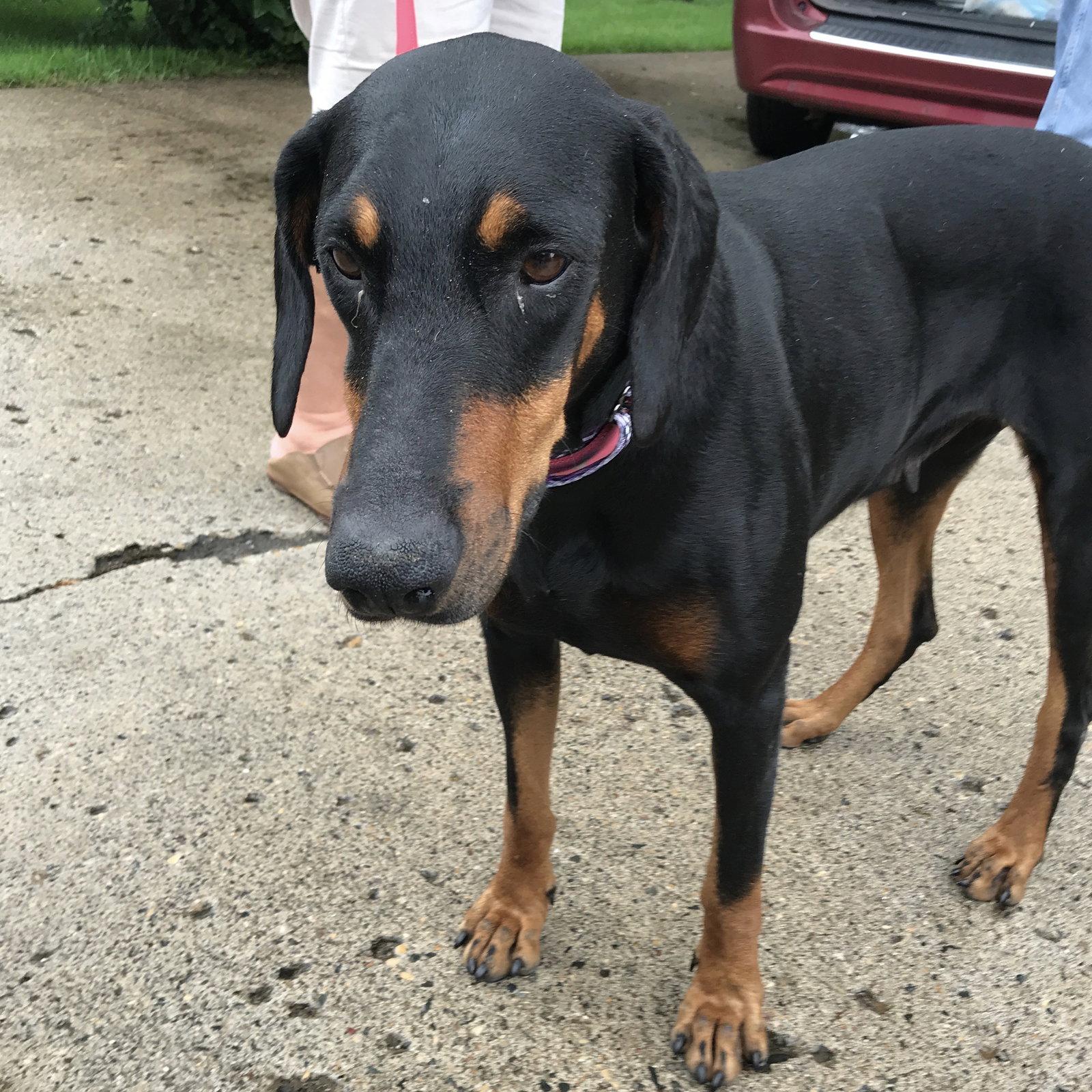 Lady, Adopted, Senior Female Doberman Pinscher.