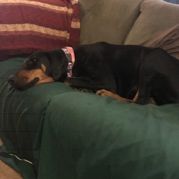 Enlarge Lady, a Adopted Doberman Pinscher in Minneapolis, MN image 2/3