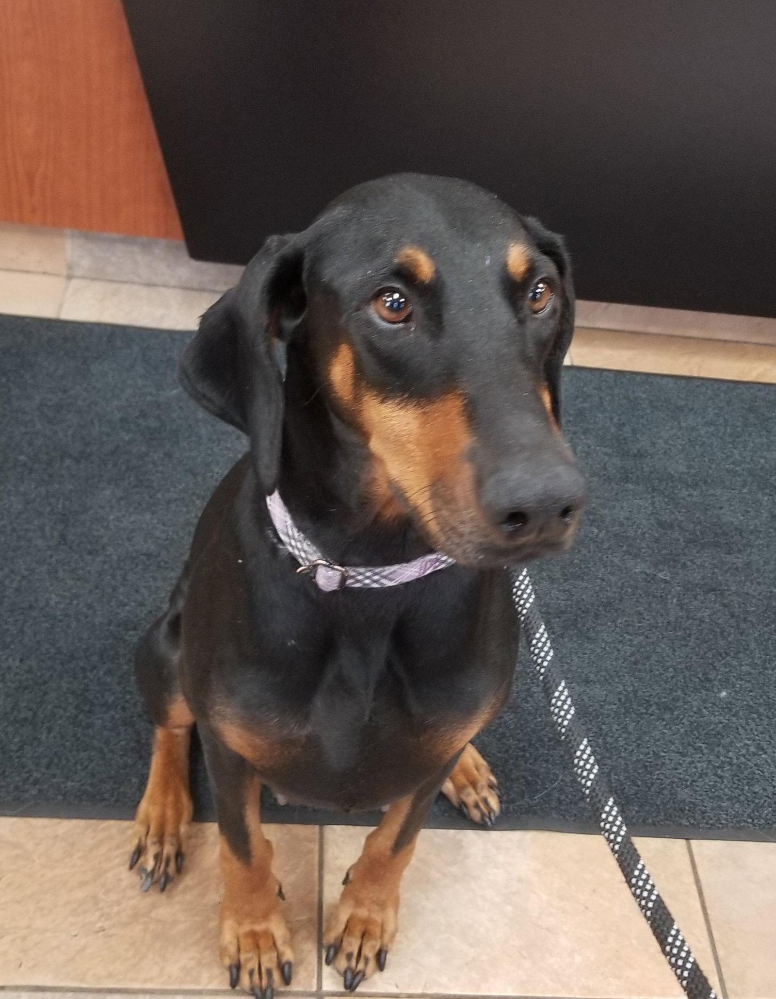Enlarge Lady, a Adopted Doberman Pinscher in Minneapolis, MN image 3/3