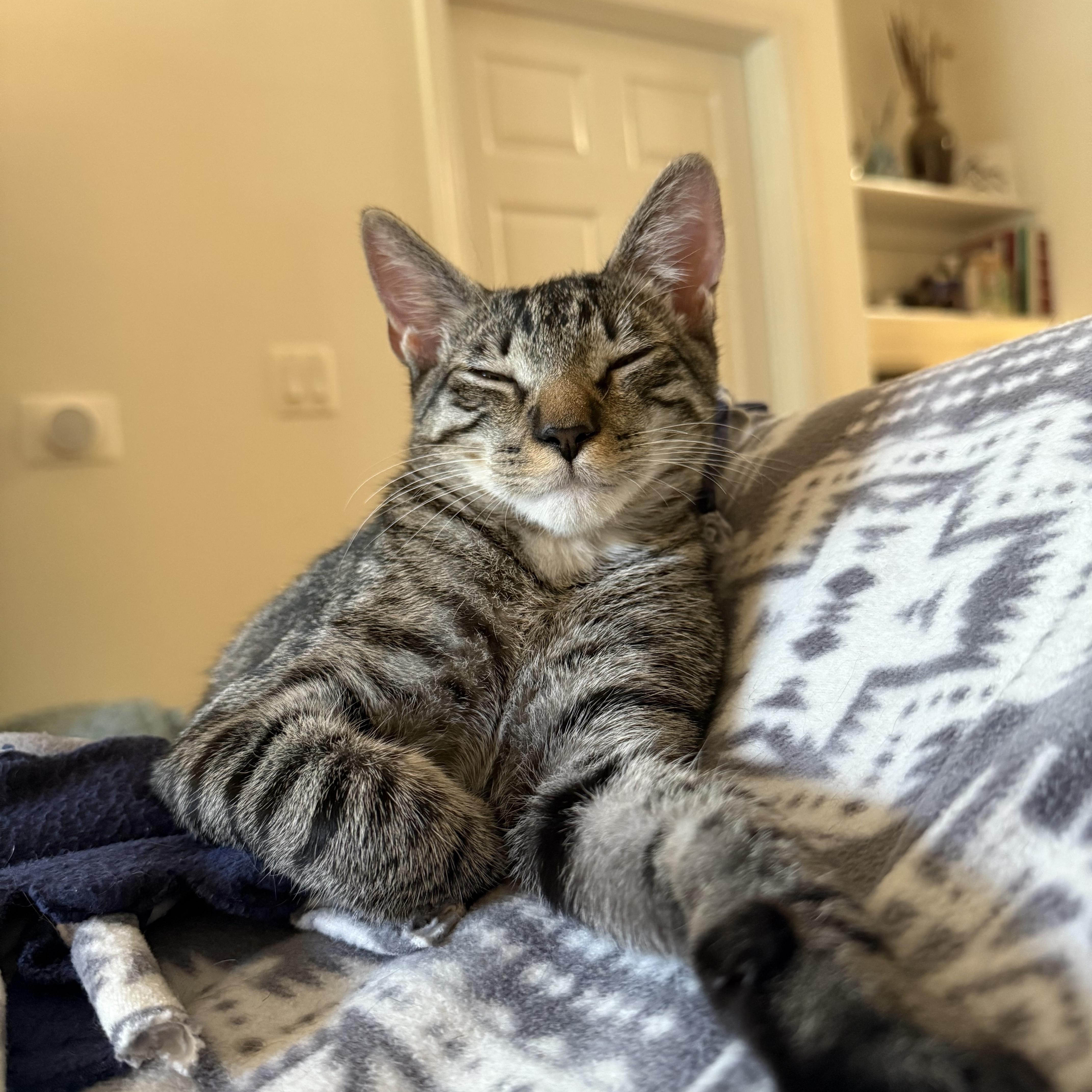 Enlarge Dopey, a Adoptable Tabby in Fort Belvoir, VA image 3/6