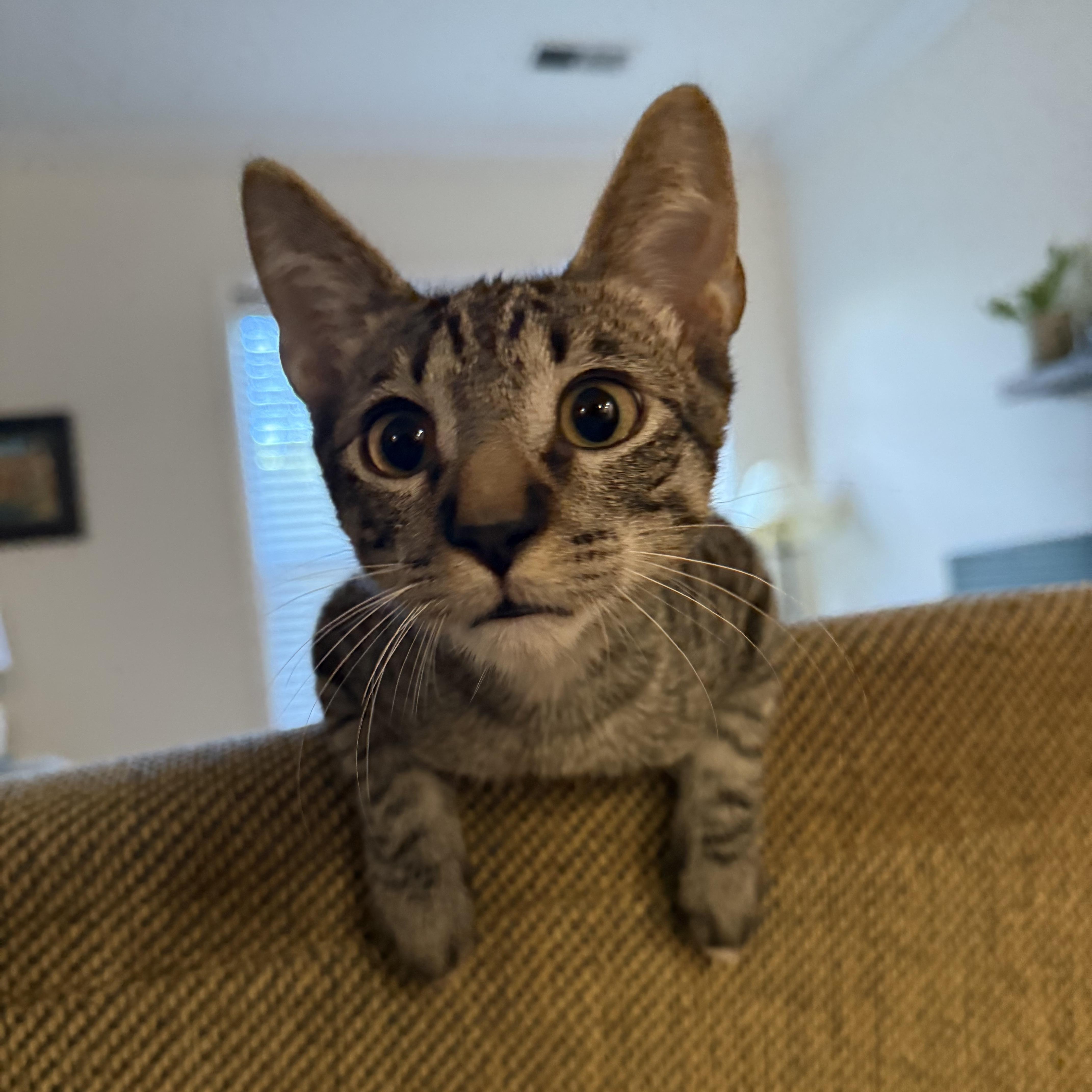 Enlarge Dopey, a Adoptable Tabby in Fort Belvoir, VA image 2/6